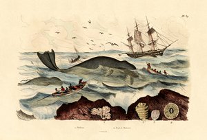 Whale, 1833-39